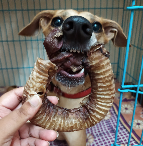 Trachea & Esophagus
