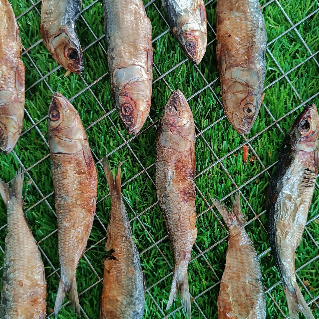 Sardines