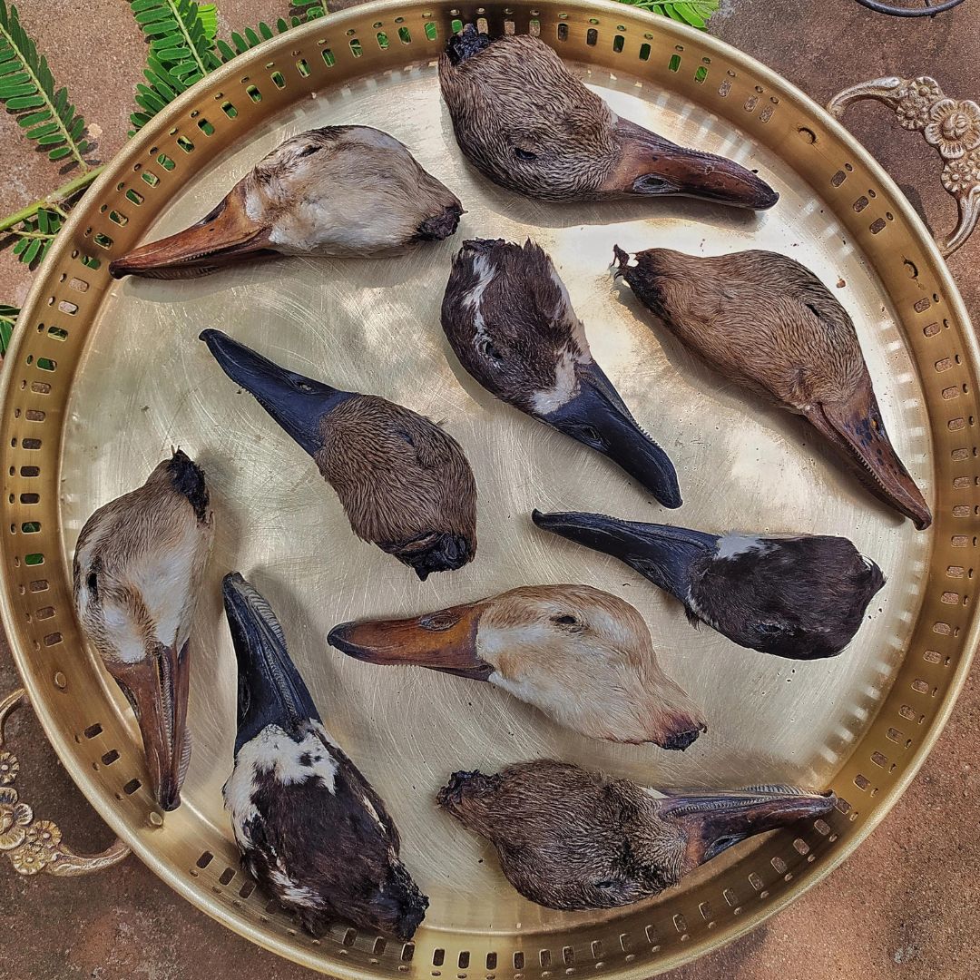Duck Head