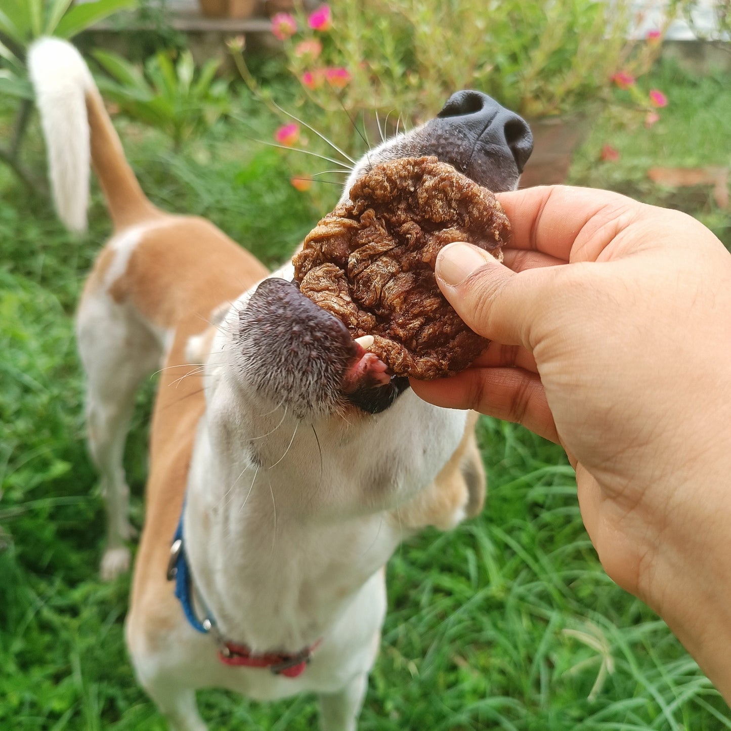 Beef Cookies