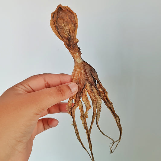 Whole Prey Octopus