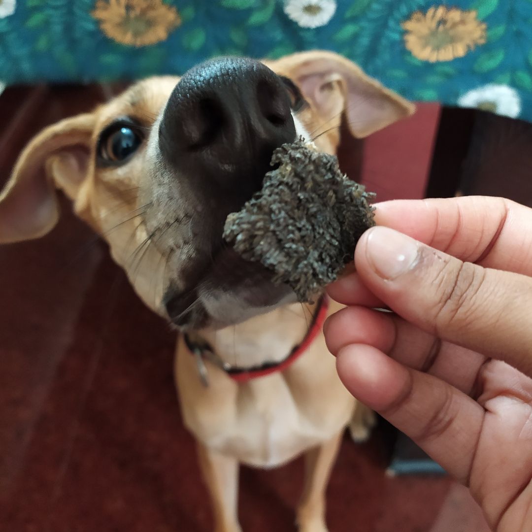 Beef Green Tripe
