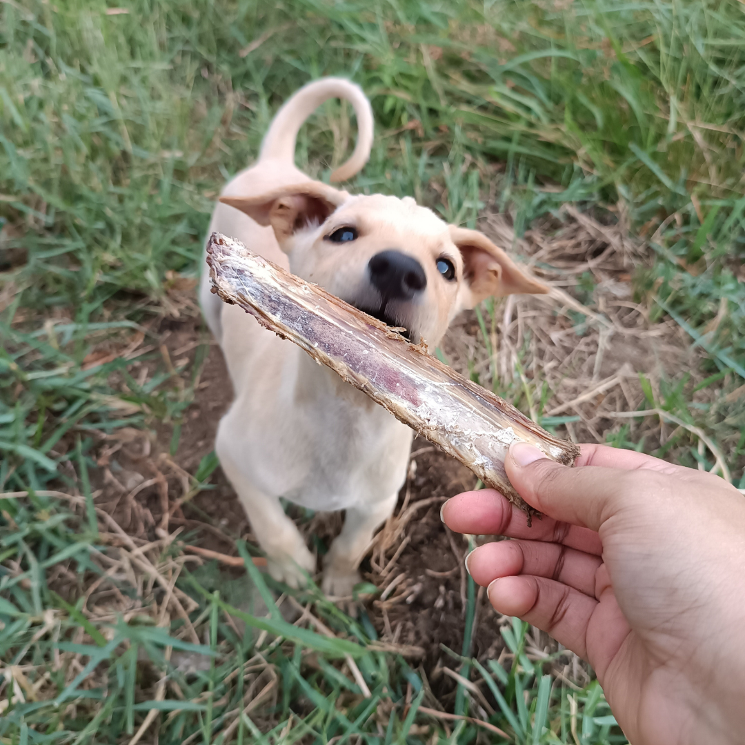 Puppy Favourites