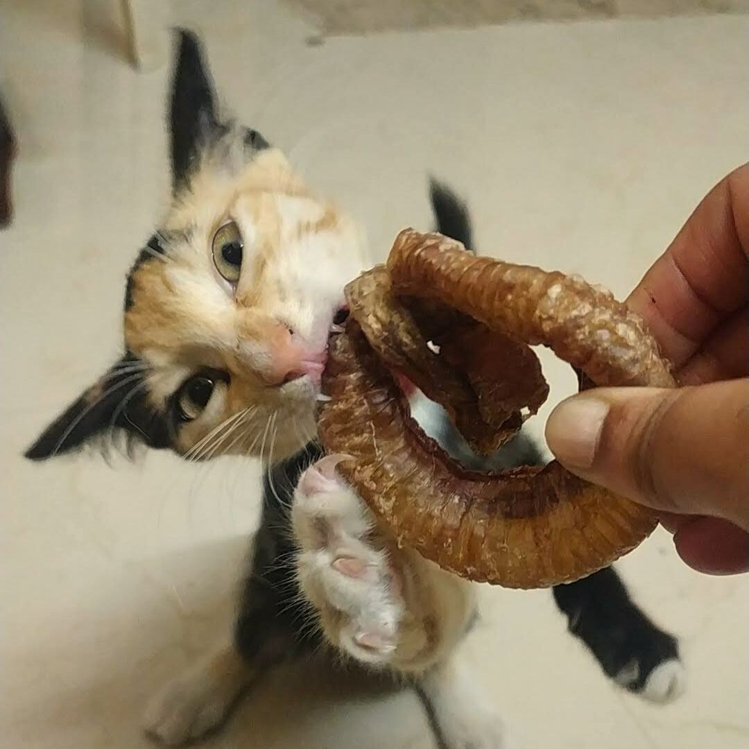 Kitty Approved