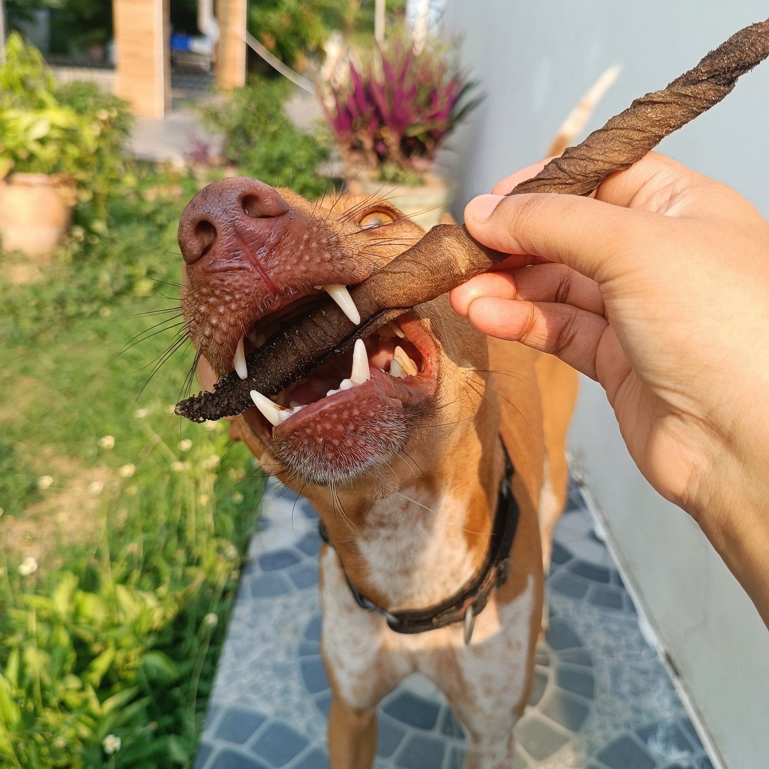 Boneless Chews