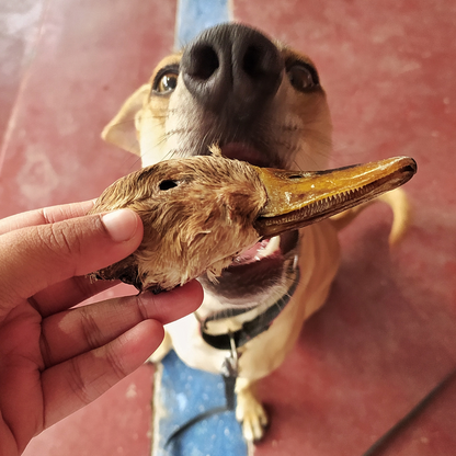 Duck Head