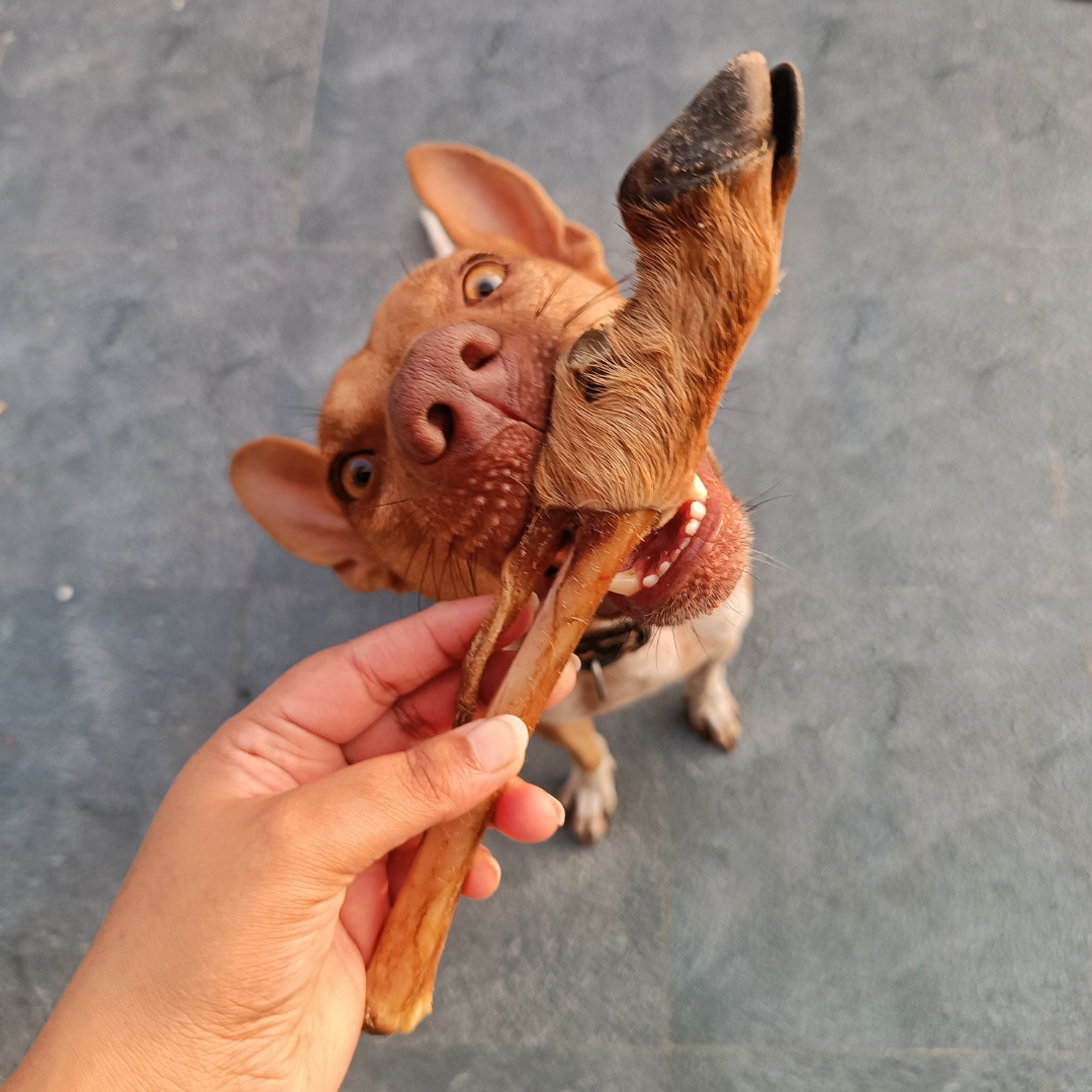 Goat Trotter