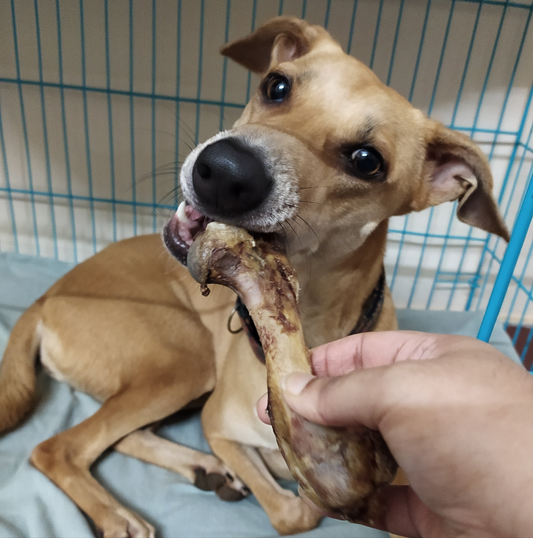 Pig Chewbone