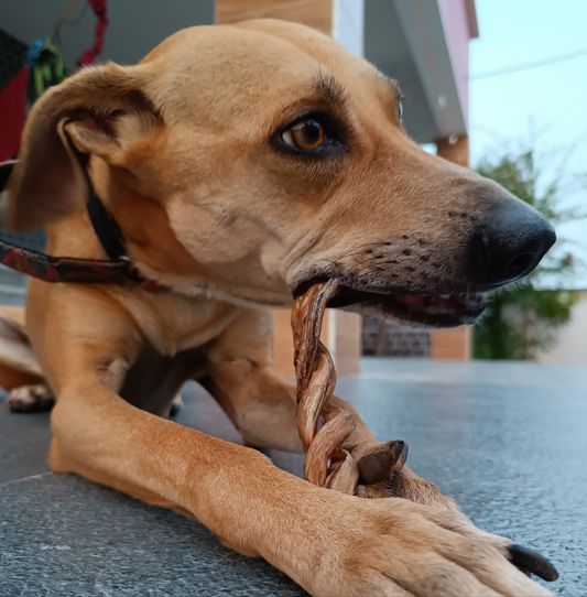 Beef Bully Stick