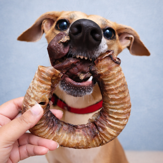 Beef Trachea & Esophagus