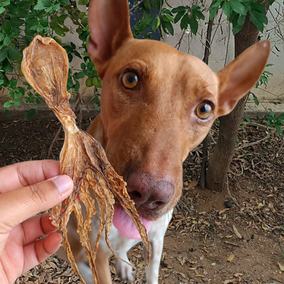 Whole Prey Octopus